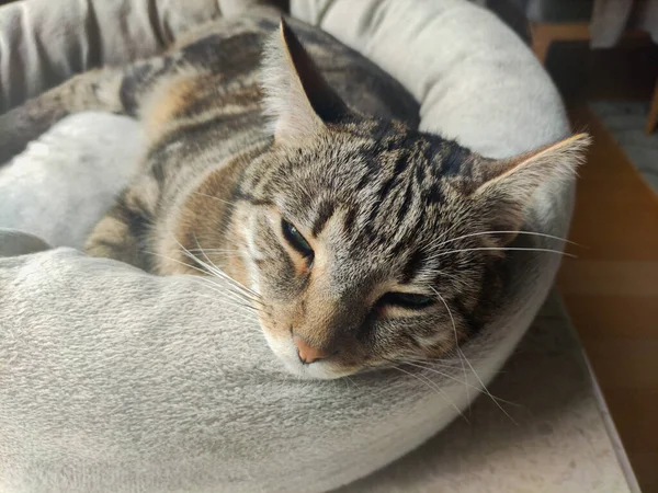 Somnolent mignon chat tabby couché sur un lit de chat gros plan — Photo