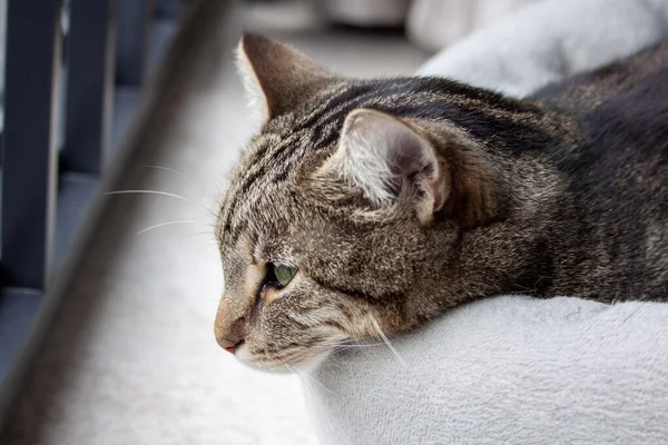 Ritratto di un simpatico gatto tabby sdraiato su un lettino da vicino — Foto Stock