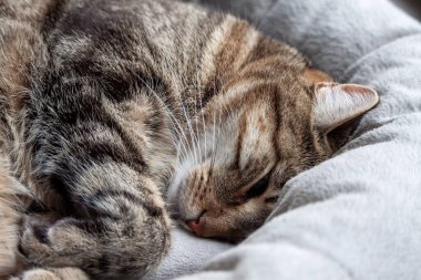 Evcil hayvan yatağında uyuyan sevimli tekir kedinin portresi.