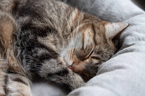 Portré aranyos tabby macska alszik kisállat ágy — Stock Fotó