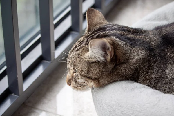 Porträt der niedlichen gestromten Katze, die auf dem Bett schläft — Stockfoto