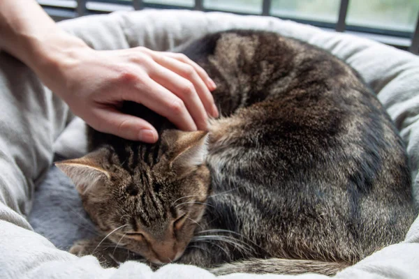 Menschliche Hand streichelt eine süße schlafende Tabby-Katze — Stockfoto