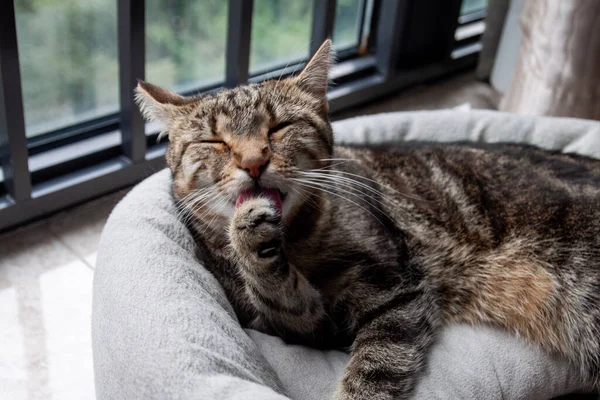 Cute tabby cat licking her fur close up — Stock Photo, Image