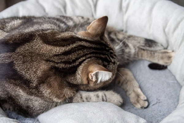 Cute tabby kot śpi w domowych łóżko widok z tyłu — Zdjęcie stockowe