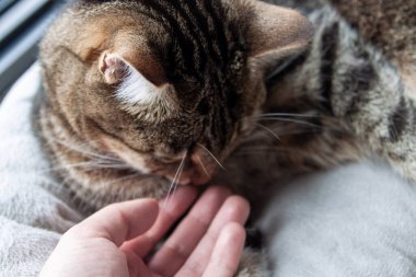 Kedi yatağında uzanıp insan elini koklayan sevimli tekir kedi.