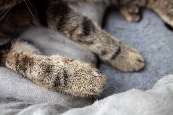 Pattes de chat couchées sur un lit pour animaux de compagnie gros plan — Photo