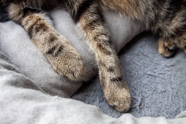 Patas de gato deitado em uma cama de estimação de perto — Fotografia de Stock