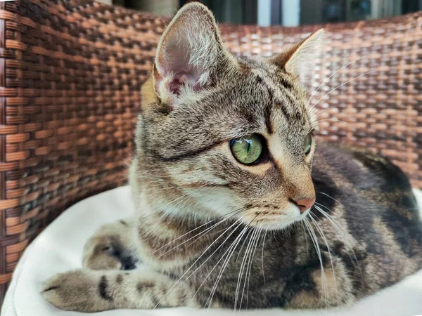 Porträt der niedlichen gestromten Katze mit den grünen Augen, die auf dem Stuhl liegt — Stockfoto