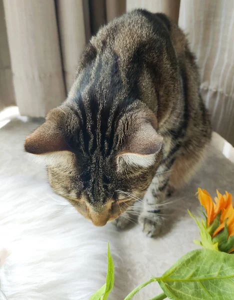 Sitting cute tabby cat sniffing the sunflower leaf, indoor shot top view — Stock Photo, Image