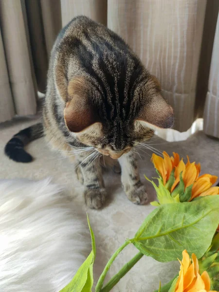 Sitting cute tabby cat looking at the sunflower leaf, indoor shot top view — Stock Photo, Image