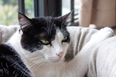 Evcil hayvan yatağında yatan siyah beyaz kedinin portresi.