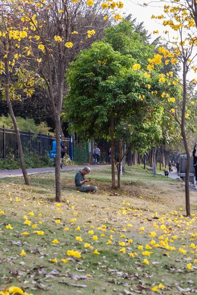 Çin, Guangzhou - 21 Şubat 2021: Yaşlı Çinli adam altın trompet ağacının altında çimde oturuyor — Stok fotoğraf