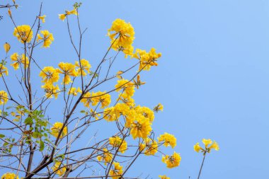Çiçek açan altın trompet ağacının güzel çiçekleri, çiçek açan guayacan, handroanthus chrysotrichus parlak mavi gökyüzü arka planında