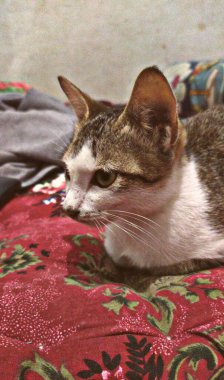 Bir şeyi izlemeye odaklanmış bir kedinin portresi.