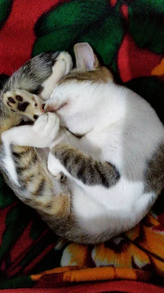 Ritratto Gatto Che Dorme Con Una Posizione Adorabile — Foto Stock