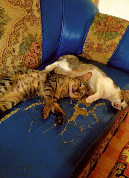 Ritratto Due Gatti Sdraiato Sul Divano Blu — Foto Stock