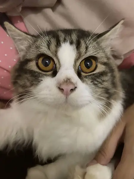 Gato Adorable Con Hermosos Ojos Marrones Mirando Cámara — Foto de Stock