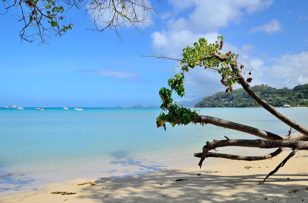 Baum am Strand. — Stockfoto