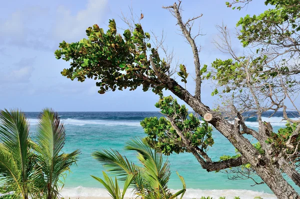 Drzewo na plaży. — Zdjęcie stockowe