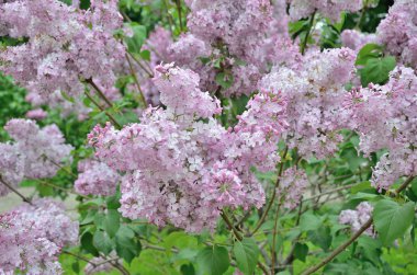 Leylak Eflatun çiçekler