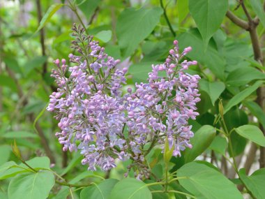 Leylak Eflatun çiçekler