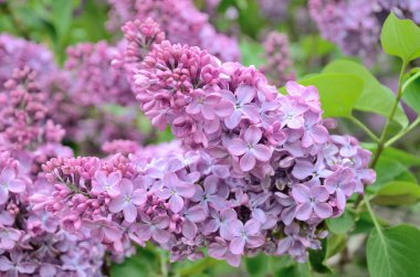 Leylak Eflatun çiçekler