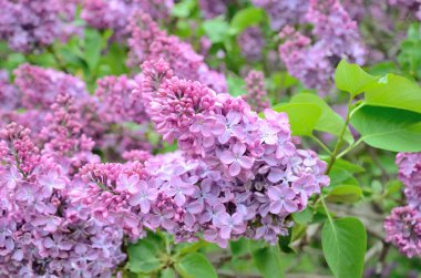 Leylak Eflatun çiçekler