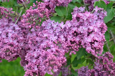 Leylak Eflatun çiçekler