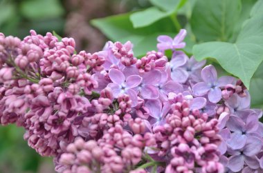 Leylak Eflatun çiçekler