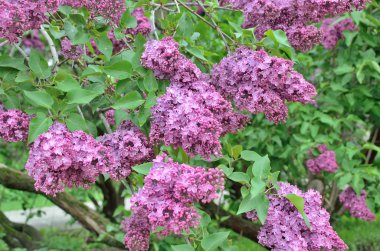 Leylak Eflatun çiçekler