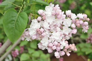 Leylak Eflatun çiçekler