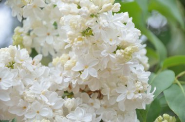 Leylak Eflatun çiçekler