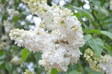 Leylak Eflatun çiçekler