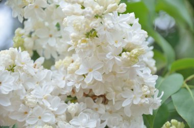 Leylak Eflatun çiçekler