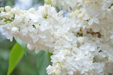 Leylak Eflatun çiçekler