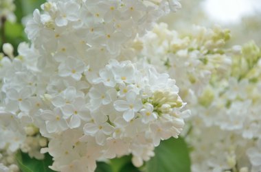 Leylak Eflatun çiçekler