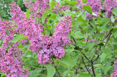 Leylak Eflatun çiçekler