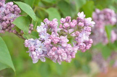 Leylak Eflatun çiçekler