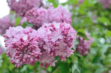 Leylak Eflatun çiçekler