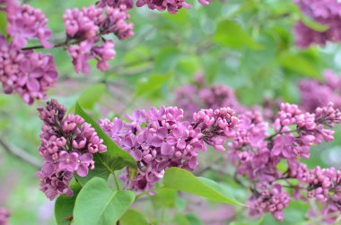 Leylak Eflatun çiçekler