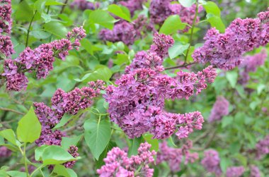 Leylak Eflatun çiçekler