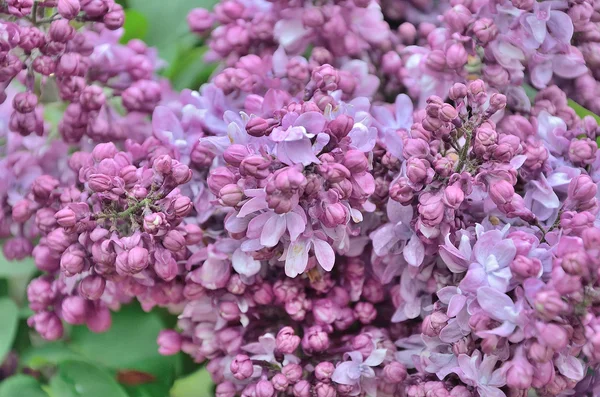 Syringa flores lilás — Fotografia de Stock