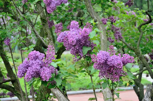 Syringa lila Blüten — Stockfoto