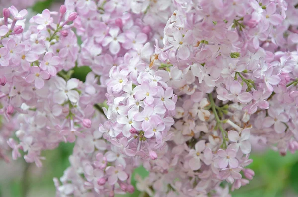 Syringa lila bloemen — Stockfoto