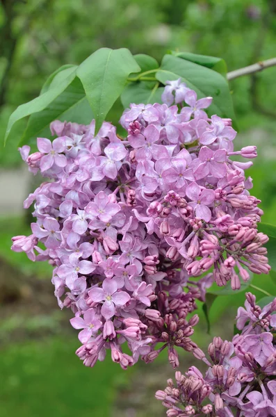 Syringa lila Blüten — Stockfoto