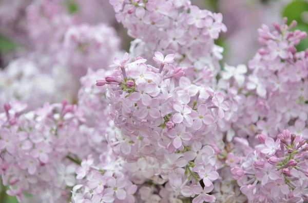 Syringa lila bloemen — Stockfoto