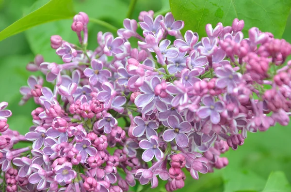 Syringa flores lila —  Fotos de Stock