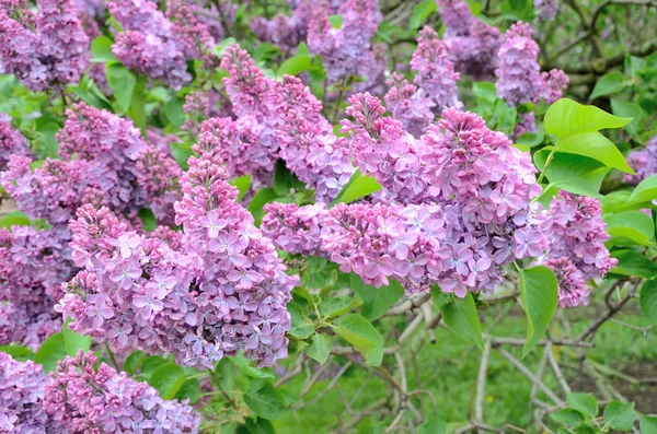 Syringa flores lilás — Fotografia de Stock