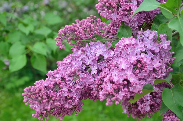 Syringa lila Blüten — Stockfoto