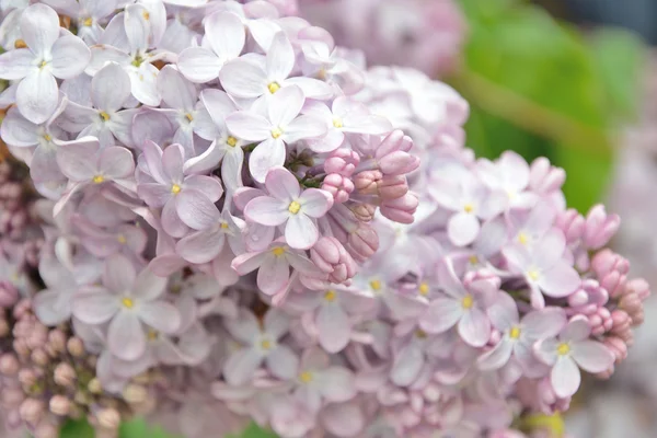 Syringa flores lila — Foto de Stock